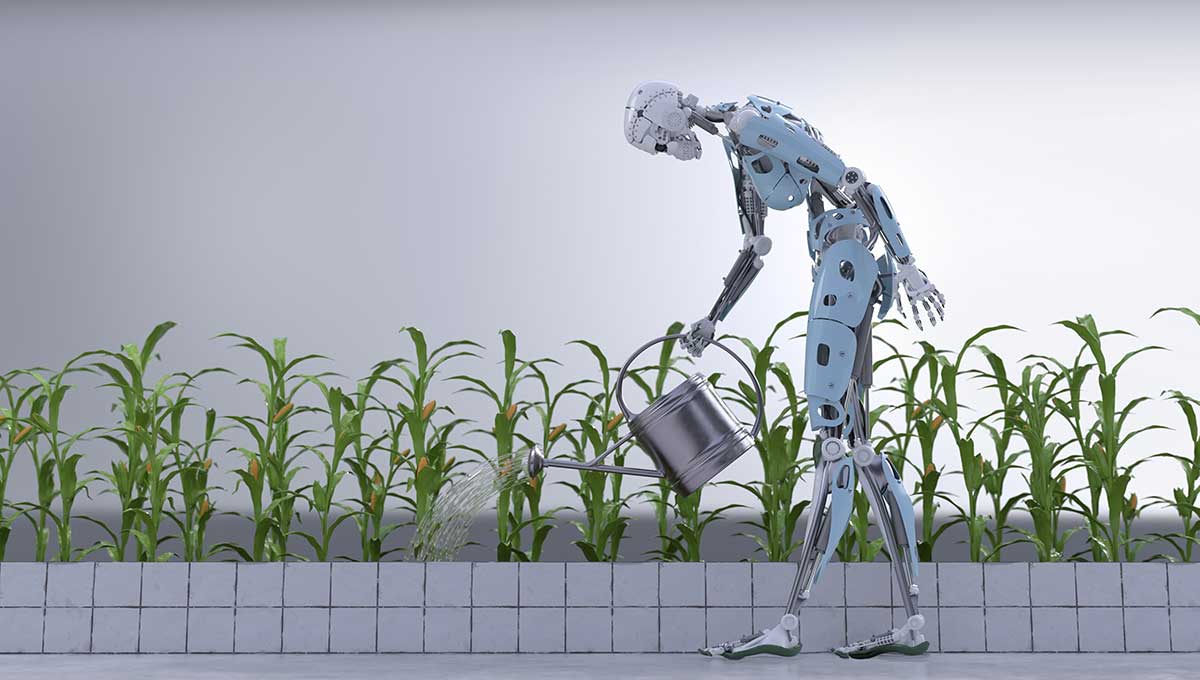 Real work robot watering corn