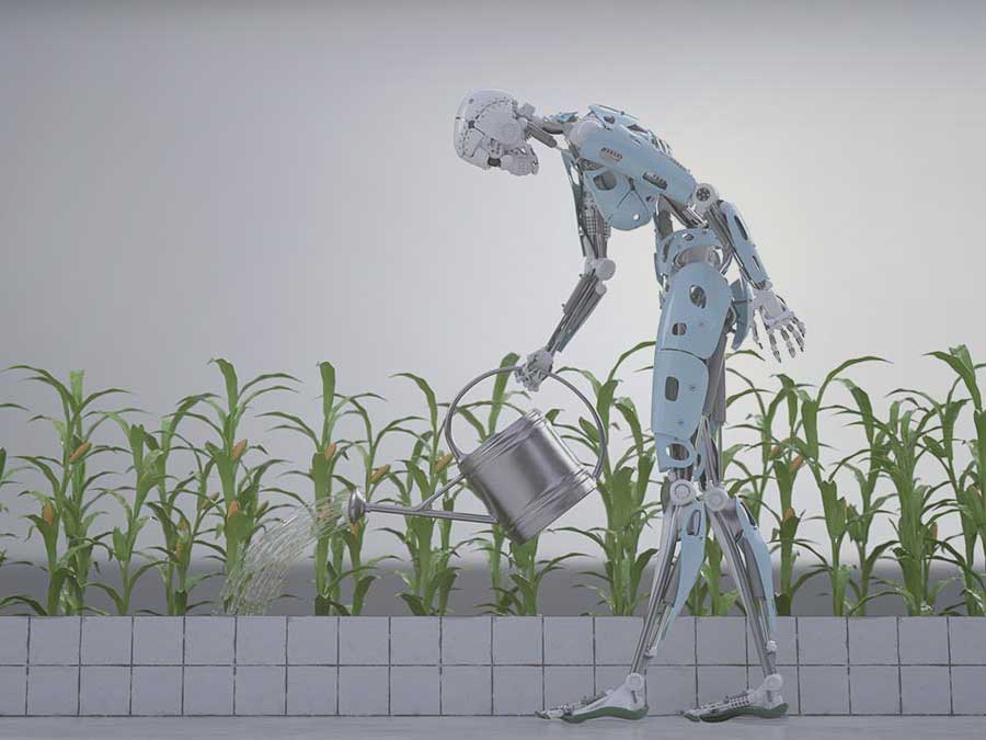 Real work robot watering corn