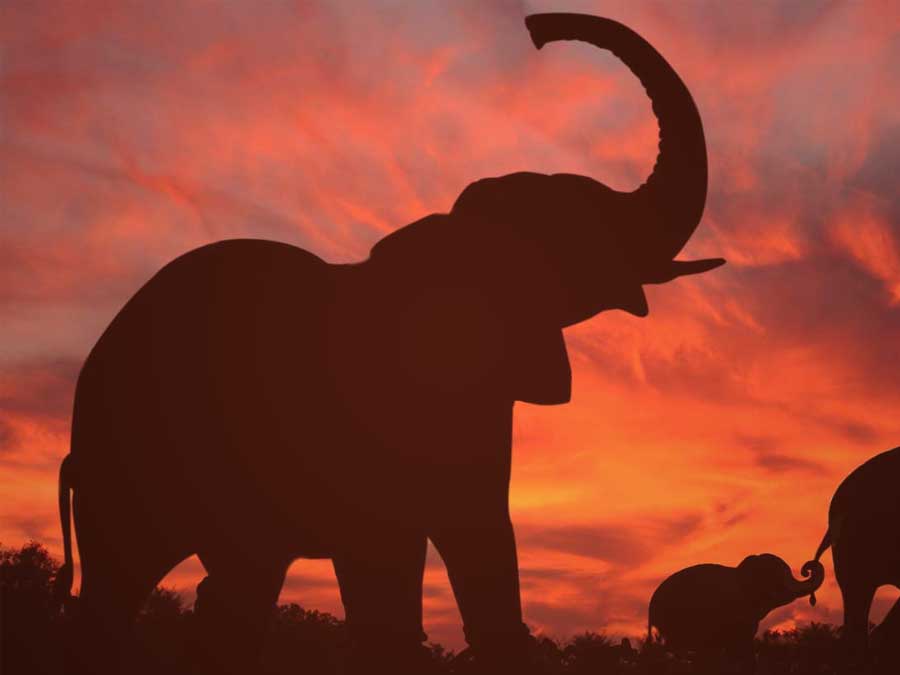 Photo of an elephant family at sunset, sharing a lesson about caring.