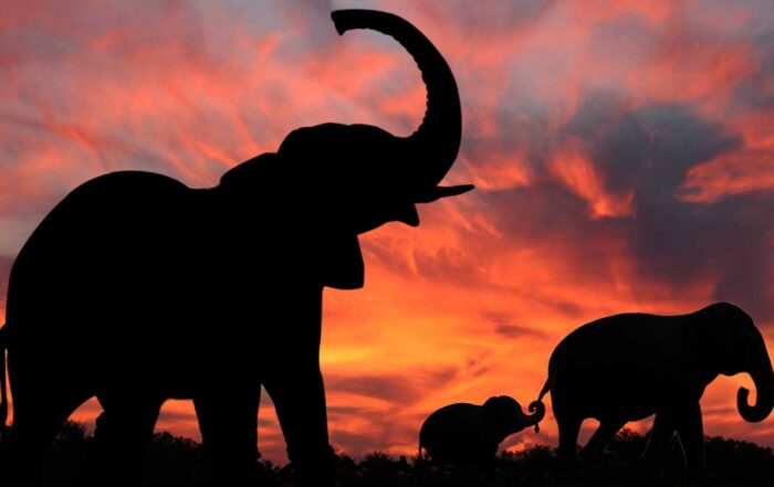 Photo of an elephant family at sunset sharing a lesson about caring