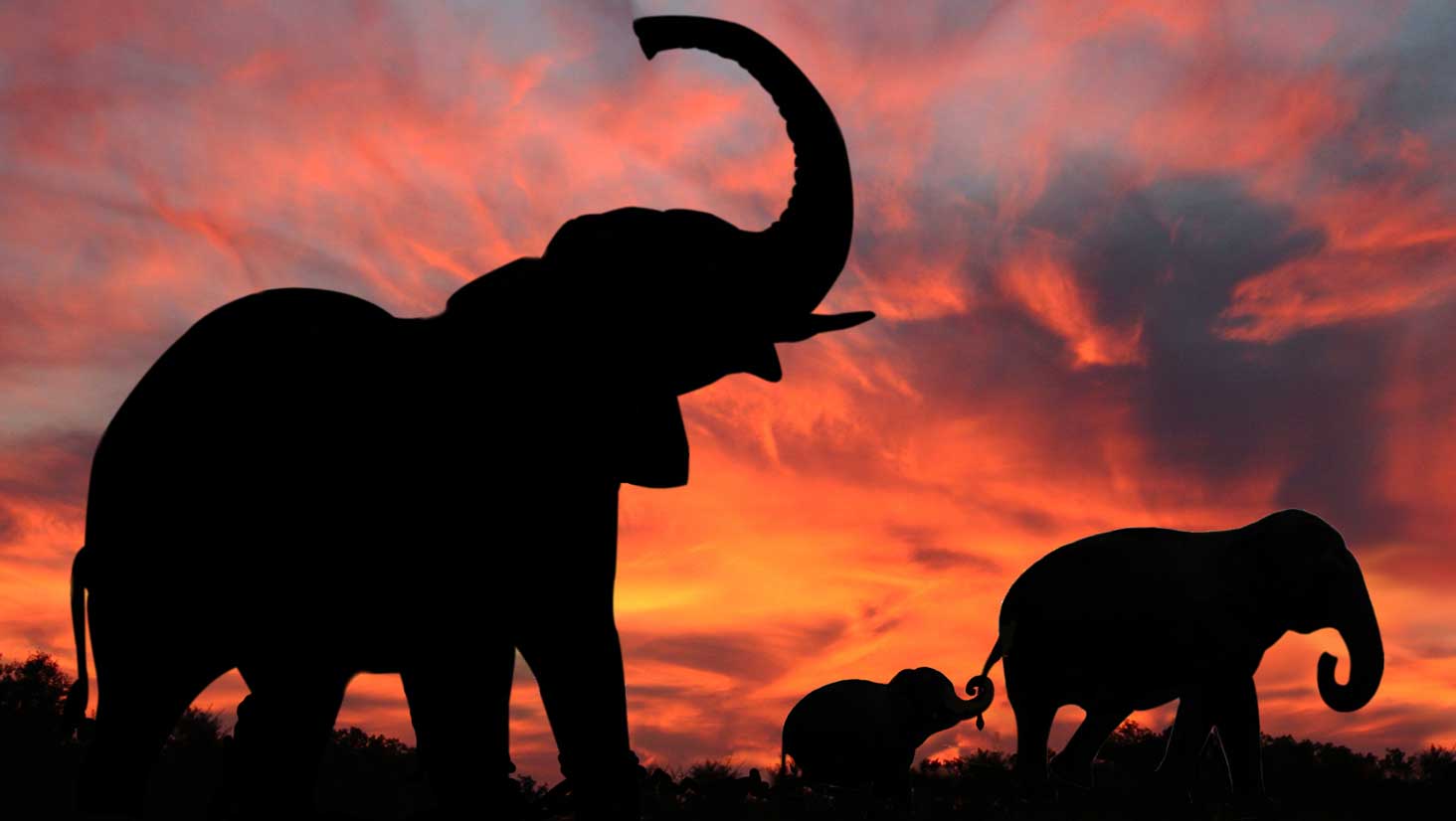 Photo of an elephant family at sunset, sharing a lesson about caring.
