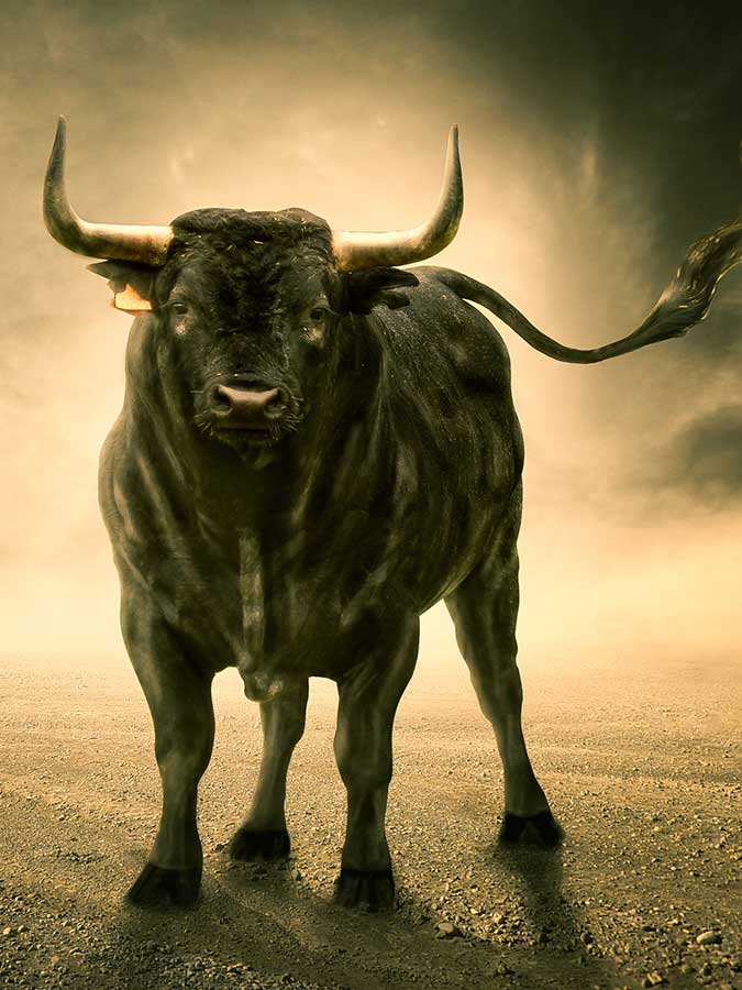 Lone bull in a golden background