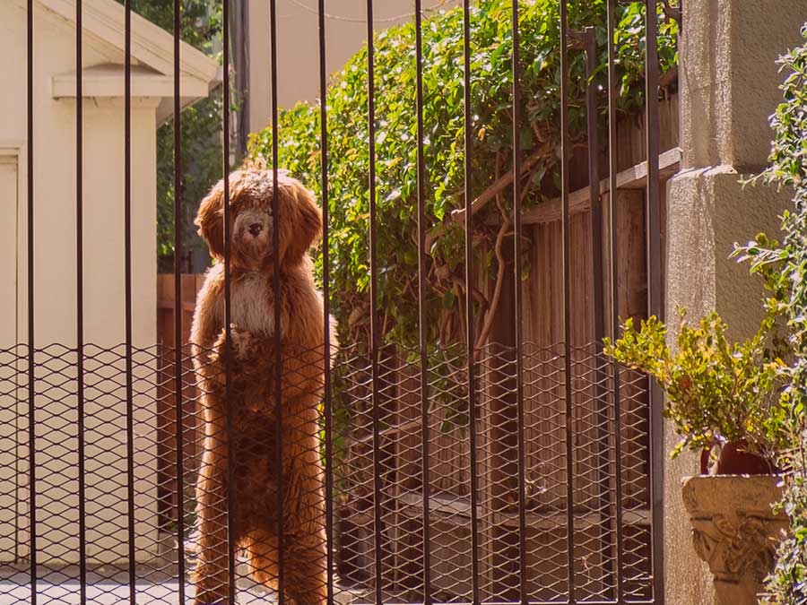 Dog standing with paws on gate.